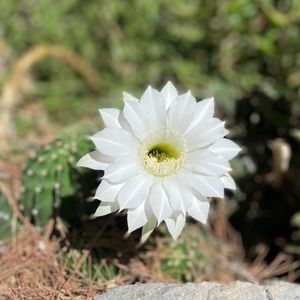 Meet your Posher, Layla